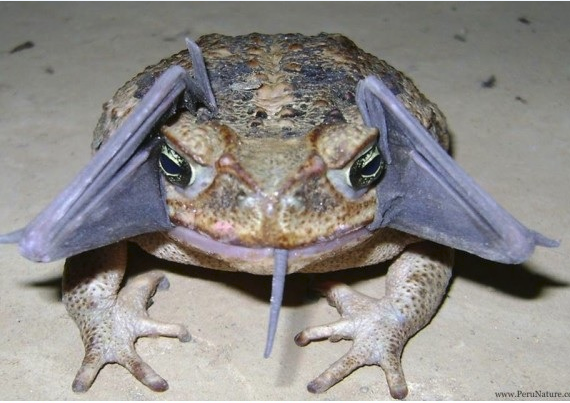 rospo delle canne peruviano